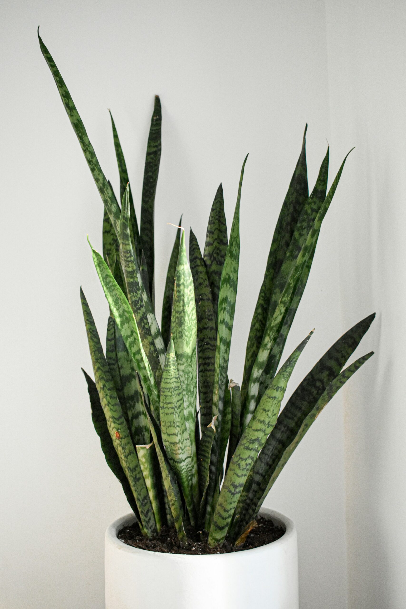The Best Indoor Plants for Low Light and Small Spaces
