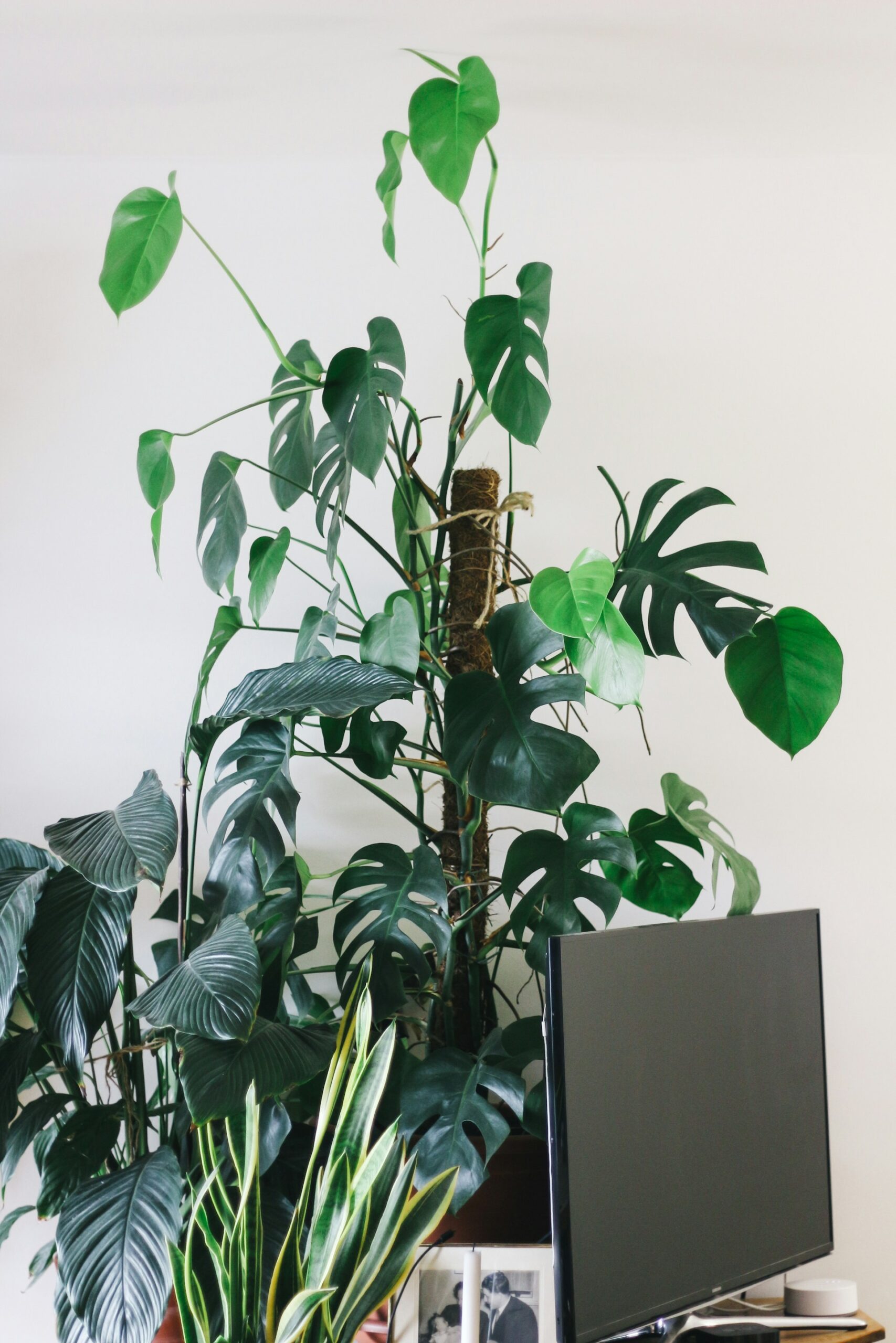 Biophilic Design on a Budget: Affordable Ways to Connect with Nature at Home